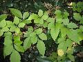 Bushkiller / Cayratia japonica 
